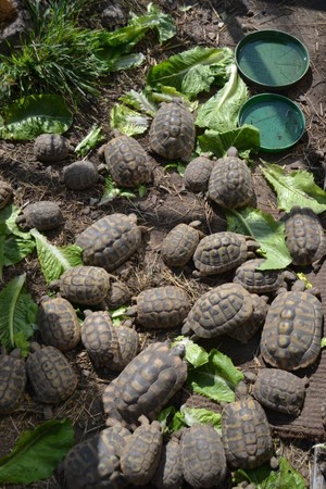 SF Schildkröten 18 (18)1.jpg